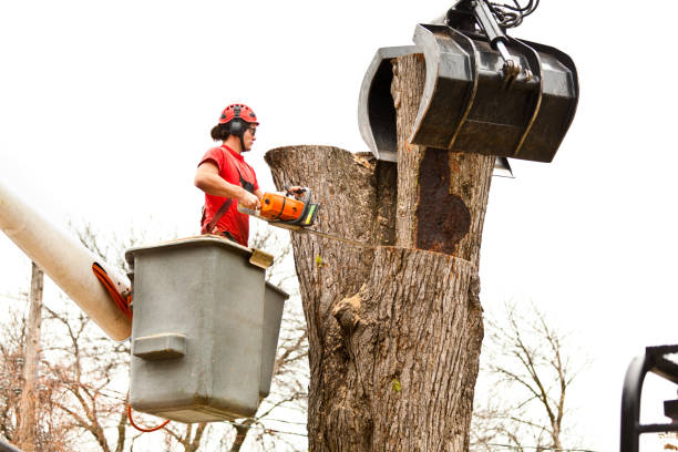 Best Tree Maintenance Programs  in Holt, MI